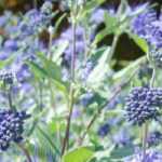 7 ideas for pairing Caryoptéris