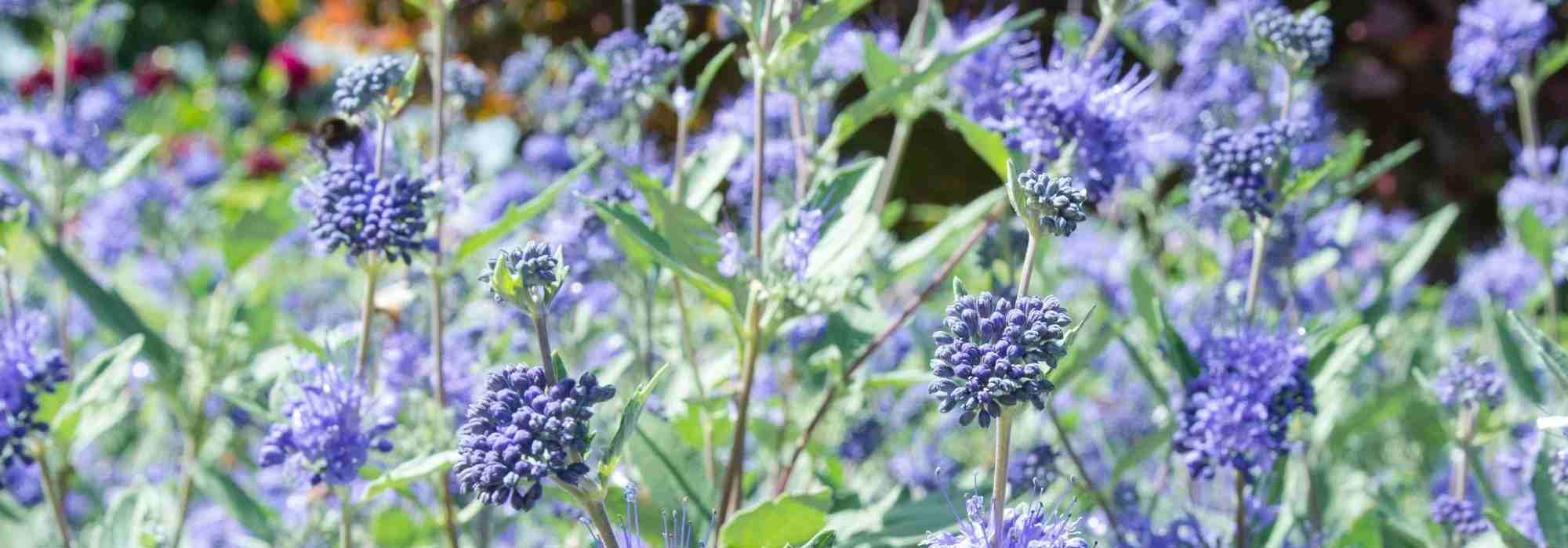 7 ideas for pairing Caryoptéris