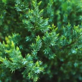 How to Take Cuttings from Conifers?