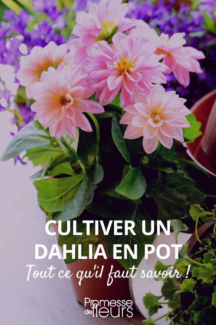 Growing Dahlias in Pots potted dahlia