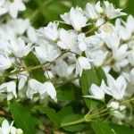 6 bushes for late spring flowering