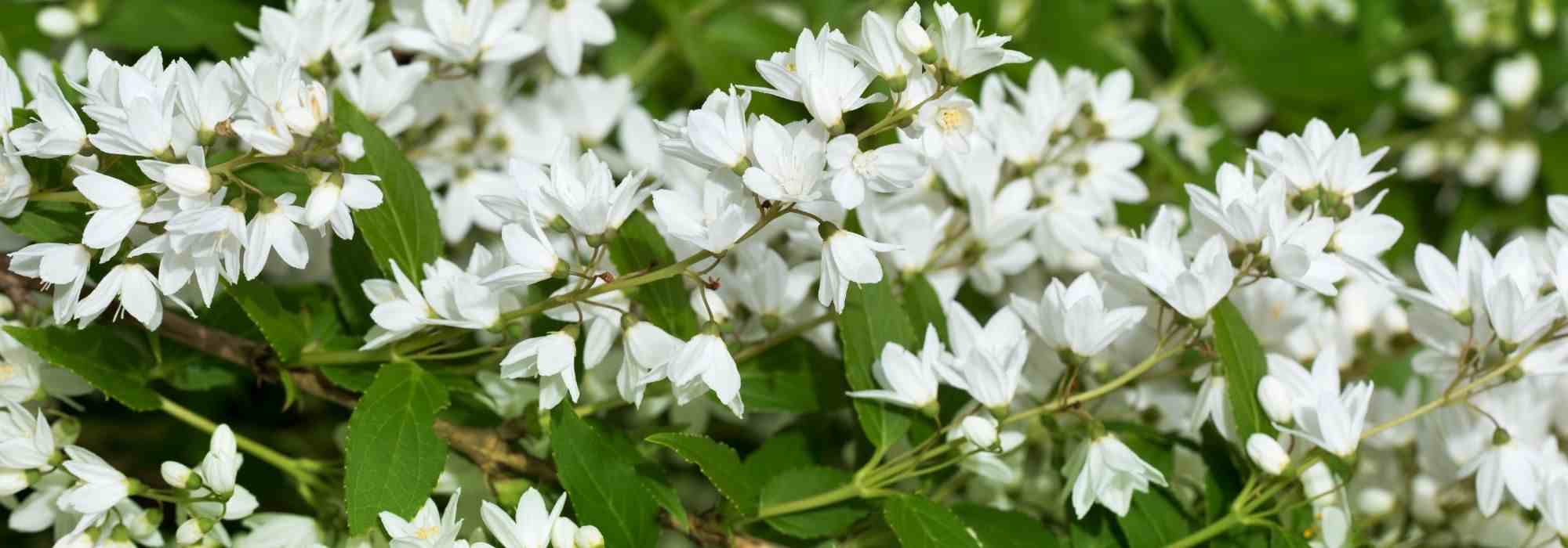 6 bushes for late spring flowering