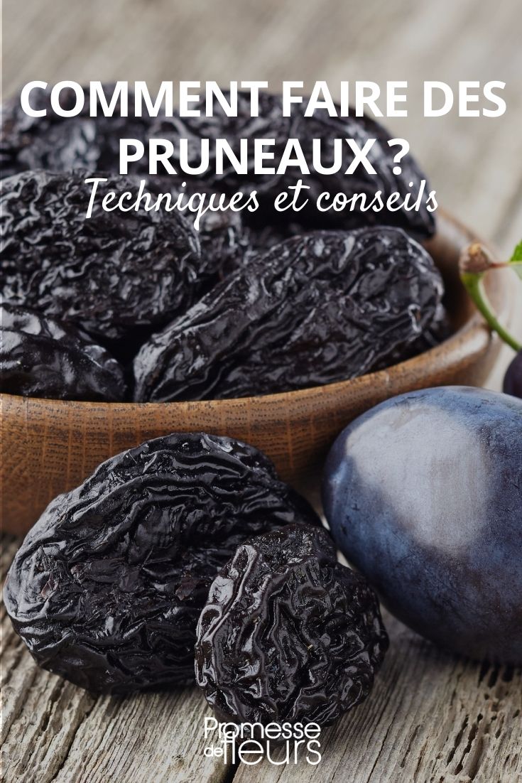 Drying Prunes Drying Plums to Make Prunes