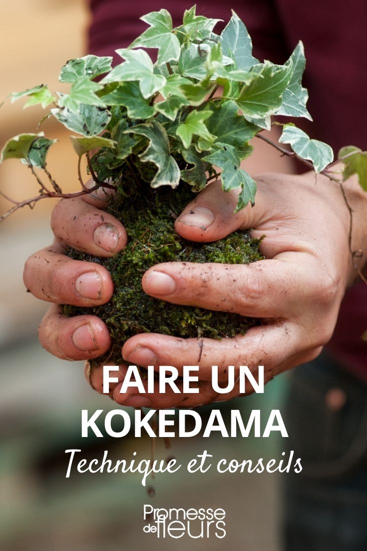 Creating a Kokedama