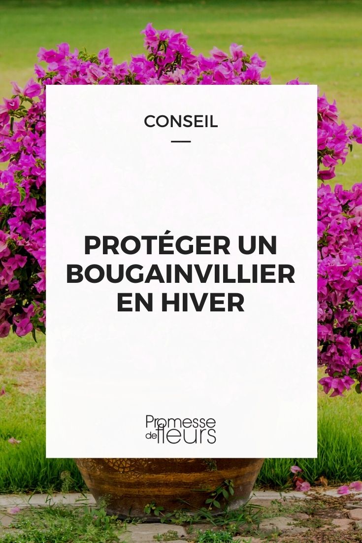Wintering a Bougainvillea

As winter approaches, it's crucial to ensure that your Bougainvillea, a plant native to tropical regions, is adequately protected from the cold. Here in the UK and Ireland, where the winters can be harsh, taking steps to winterize your Bougainvillea is essential to keep it thriving.

### Step 1: Check the Temperature

Bougainvillea plants are hardy in USDA zones 9 to 11, which means they can only tolerate temperatures down to about -1°C. If your area experiences colder winters, you'll need to bring your plant indoors or provide substantial protection.

### Step 2: Move Indoors

If you're growing Bougainvillea in a pot, move it indoors to a well-lit spot before the first frost. A conservatory, greenhouse, or a sunny window are ideal locations. Ensure the plant gets at least 5-6 hours of sunlight per day.

### Step 3: Reduce Watering

During the winter months, reduce watering as the plant’s growth slows down. Allow the topsoil to dry out completely before watering lightly to prevent root rot.

### Step 4: Avoid Overheating

Keep your Bougainvillea away from direct heat sources like radiators or heaters. Overheating can cause the plant to lose its leaves or lead to poor health.

### Step 5: Prune if Necessary

Late winter or early spring is a good time to prune your Bougainvillea. Remove any dead or overgrown branches to maintain the plant’s shape and encourage new growth in the spring.

### Step 6: Gradual Reintroduction

As spring arrives and temperatures begin to rise, gradually acclimate your Bougainvillea to the outdoors. Start by placing it outside for a few hours each day, gradually increasing the time outside to help it adjust.

By following these steps, your Bougainvillea will be well-prepared to survive the winter and flourish in the coming spring. Remember, a little effort in winter care can lead to a vibrant and blooming Bougainvillea during the warmer months.