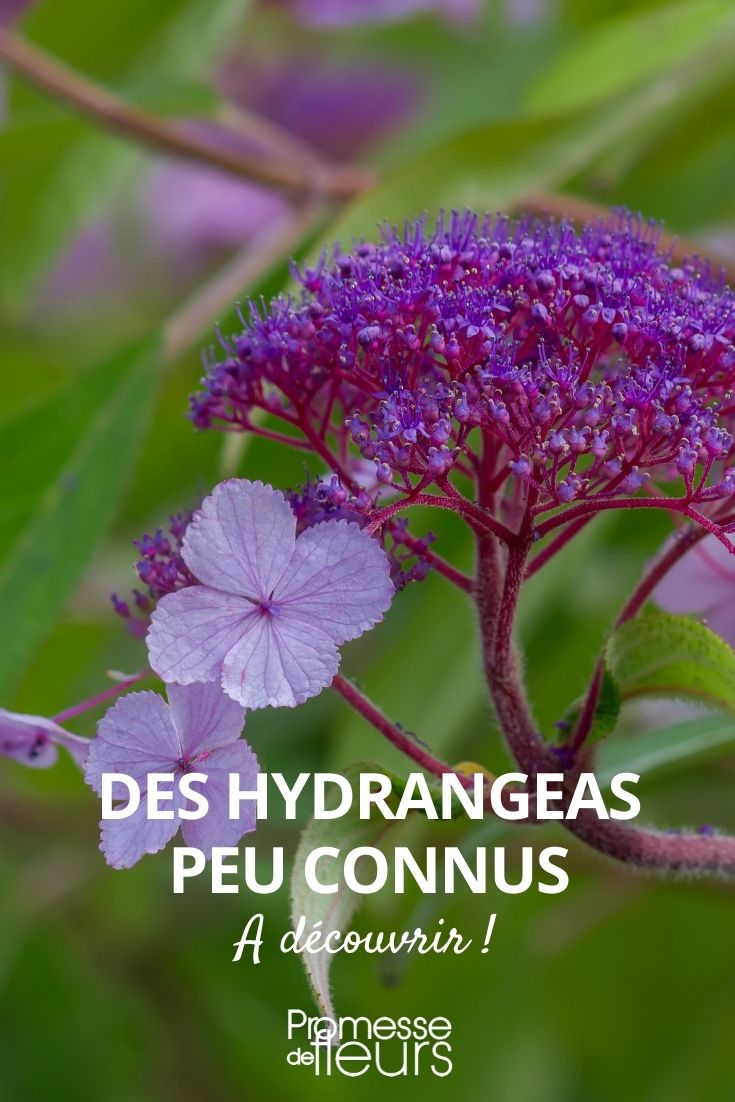 atypical hydrangea