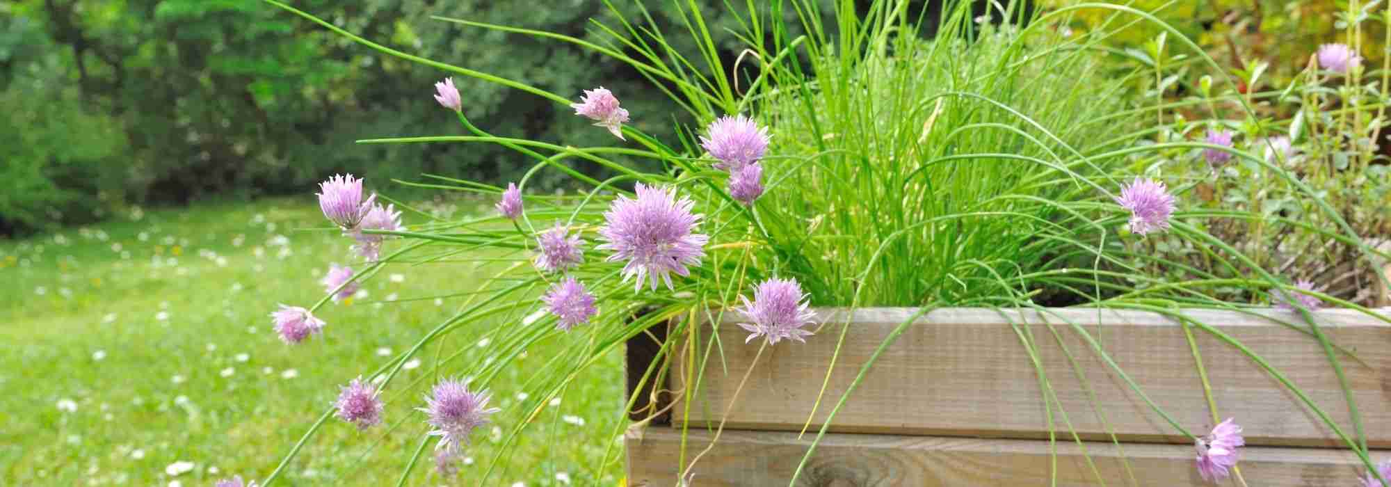 How to create a herb planter for sunny spots?
