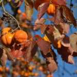 Astringent fruits