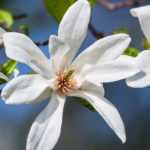 5 star-flowering magnolias