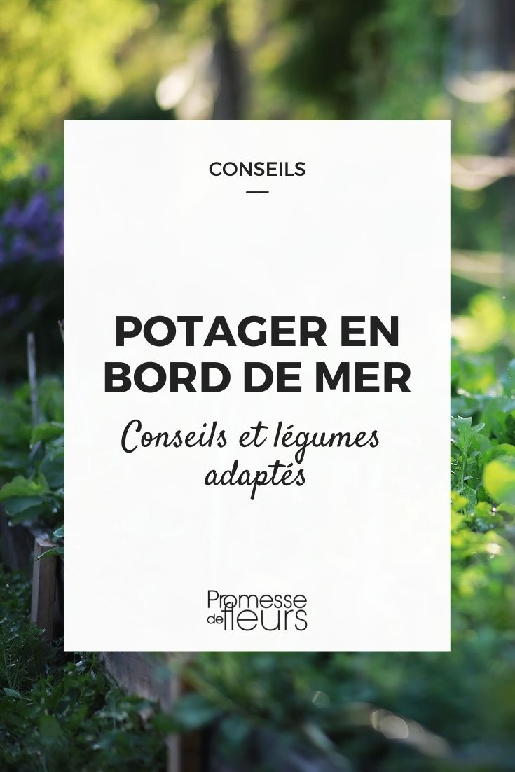 Creating a Vegetable Garden by the Seaside
