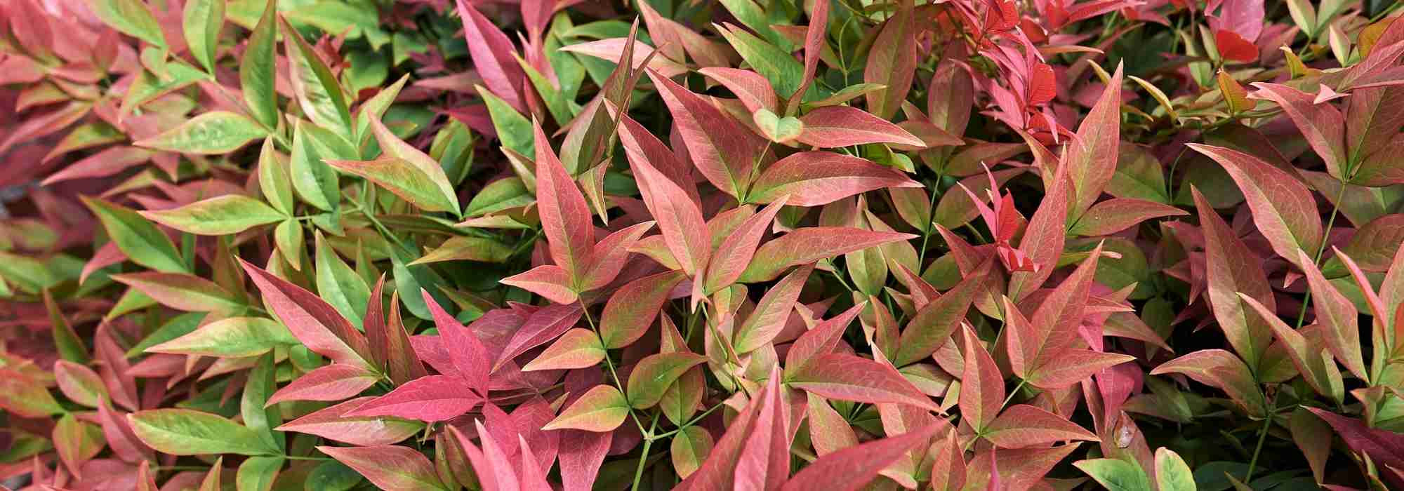 What can be planted on a north-facing terrace?