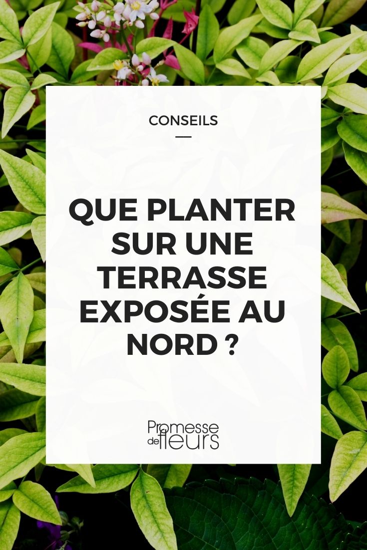 What to Plant on a North-Facing Terrace