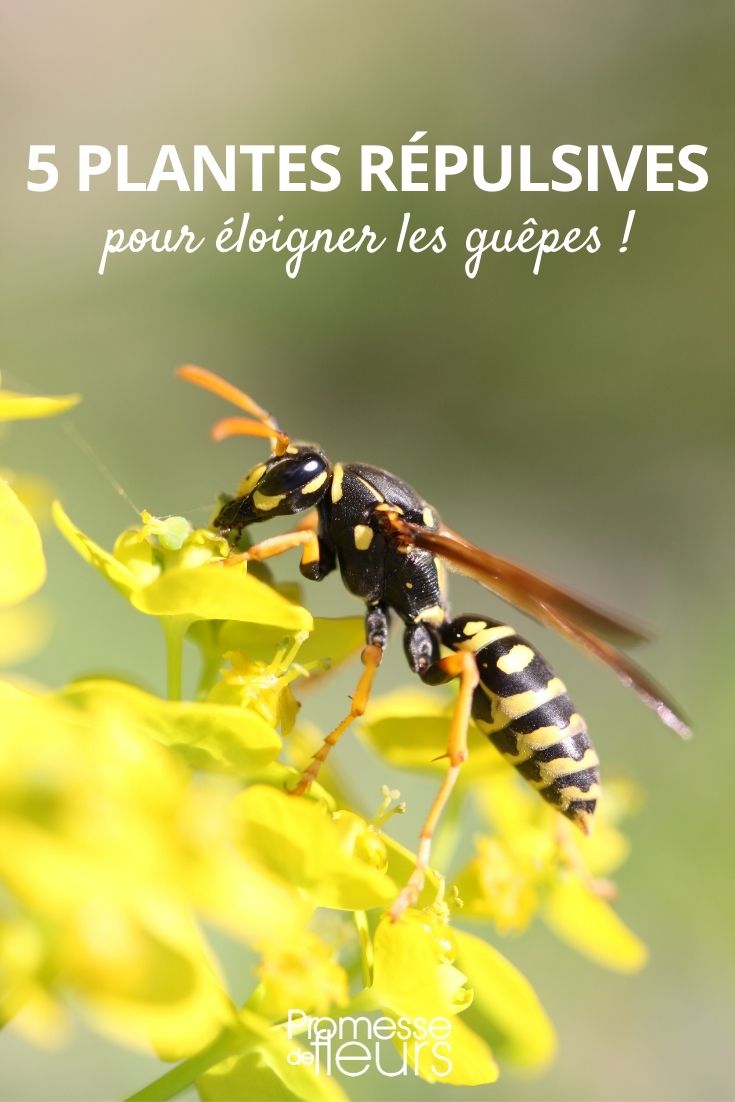 Keeping Wasps at Bay