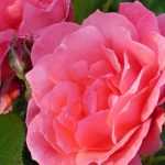 Roses of History