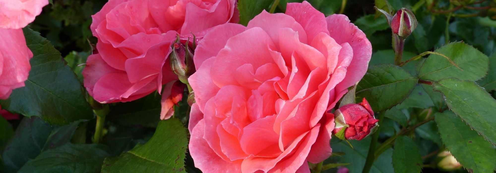 Roses of History