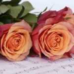 Roses and Music