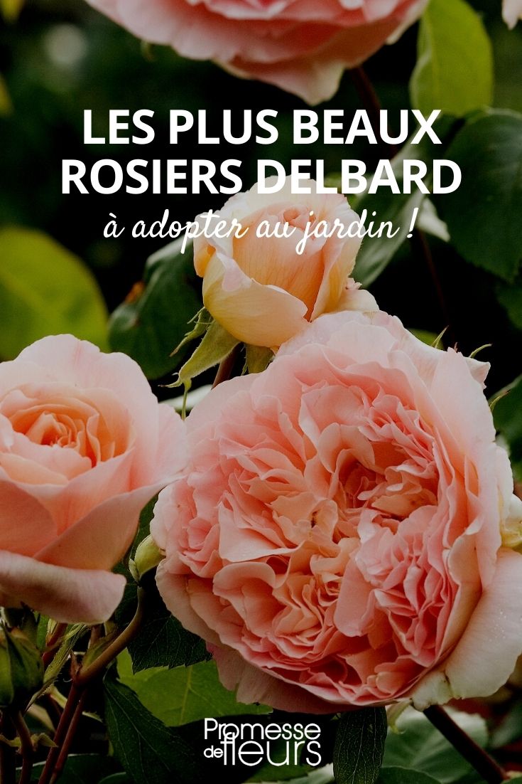 Delbard Rose