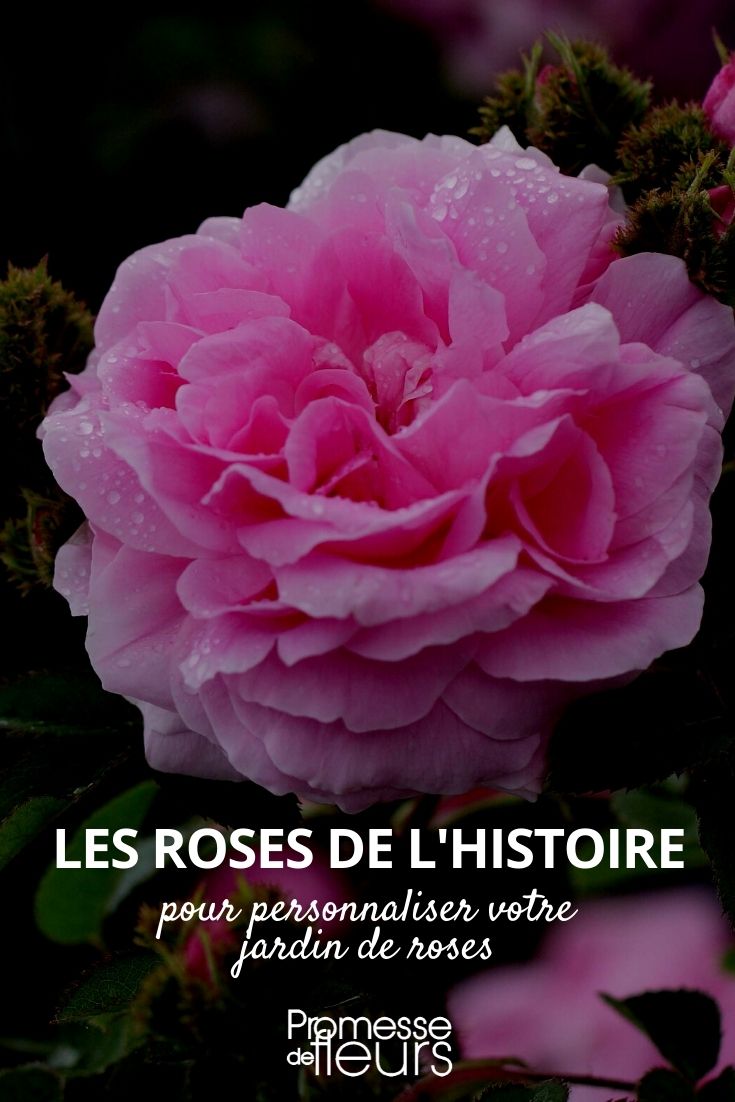 Roses: A Historical Journey

Roses have captivated the human imagination for centuries, symbolising love, beauty, and even war. From the ancient gardens of China and Persia to the royal courts of Europe, each bloom carries a story steeped in history.

The journey of roses through time is as intricate as the flowers themselves. Initially revered for their divine fragrance and medicinal properties, roses were a staple in medieval apothecaries. The Romans, known for their lavish use of rose petals in banquets and as confetti at celebrations, also valued these flowers for their supposed therapeutic qualities.

In the 15th century, the factions of Lancaster and York adopted the red and white rose respectively as their emblems, leading to the series of conflicts known as the Wars of the Roses in England. This historical event not only highlighted the cultural significance of roses but also cemented their symbolic power in English history.

The Victorian era saw a surge in rose cultivation, with the development of countless hybrids to satisfy the aesthetic and olfactory cravings of the time. This period also witnessed the birth of the language of flowers, in which roses played a pivotal role, each colour conveying different sentiments.

Today, roses continue to enchant us, gracing gardens and homes with their timeless elegance. Whether in a sprawling landscape or a simple vase, each rose is a living piece of history, echoing the ages of admirations and inspirations.