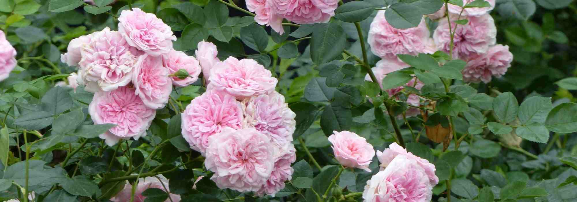 Roses of Legends