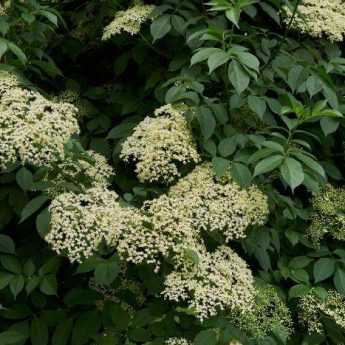 When and how to dry elderflowers?