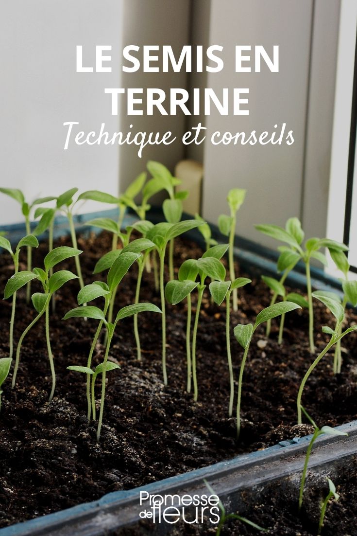 Tips for Sowing in a Seed Tray