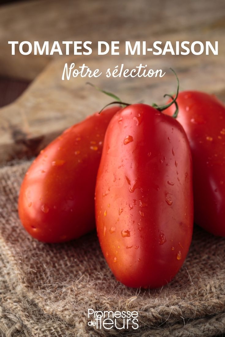 Mid-Season Tomato Selection