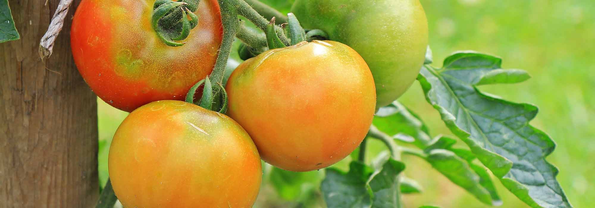 8 mid-season tomatoes