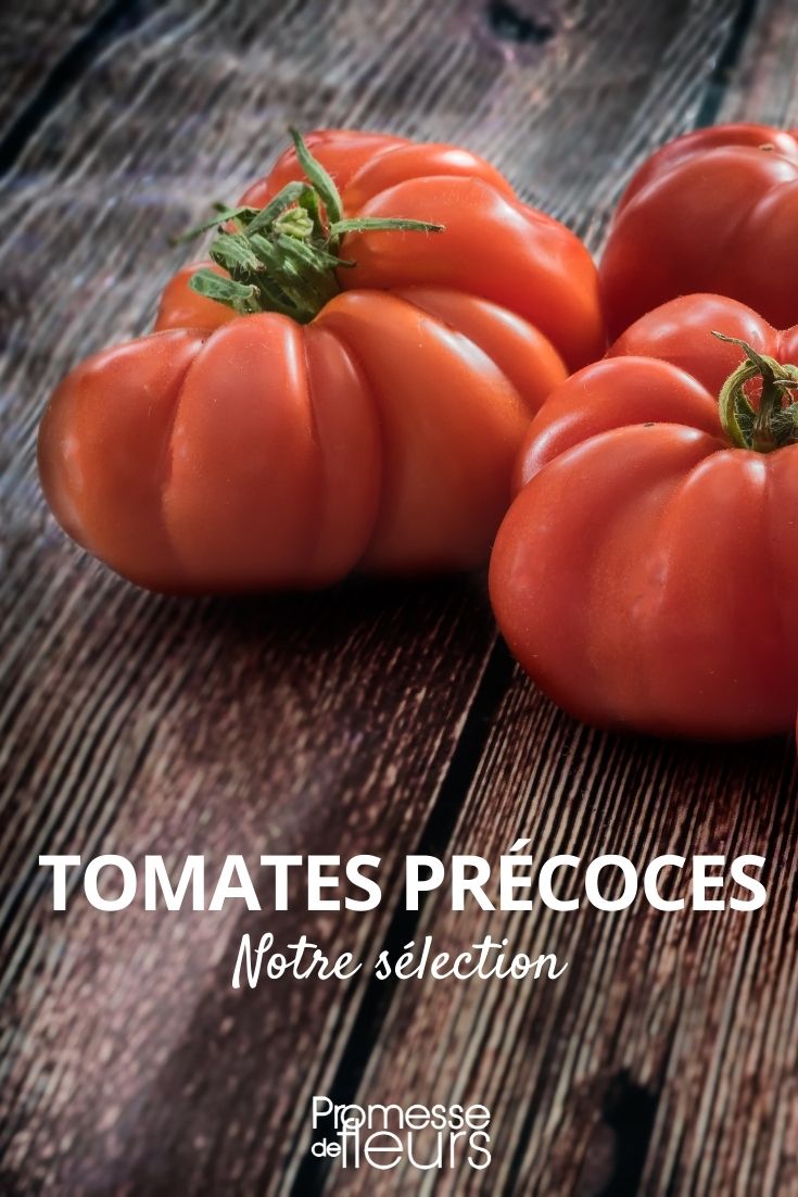 Selection of Early Tomatoes