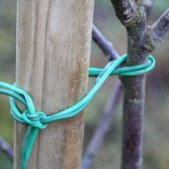 How to Stake a Fruit Tree?