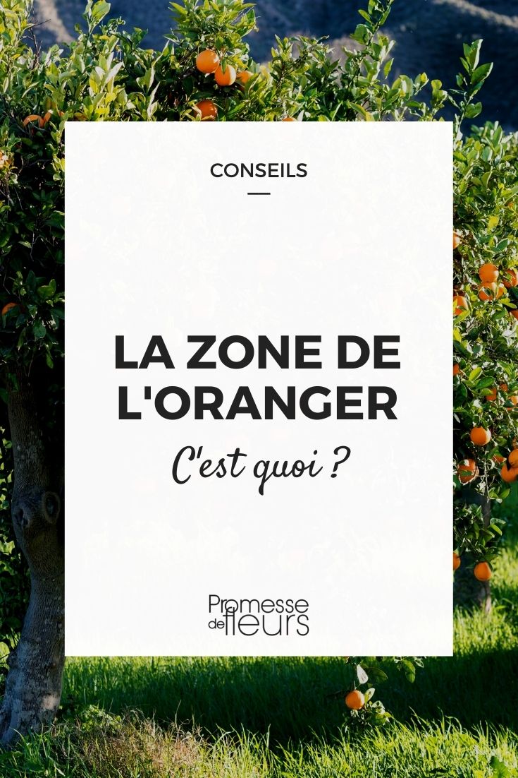 orange zone