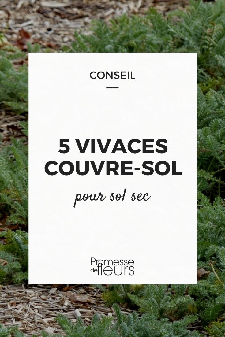 Perennial ground covers for dry soil