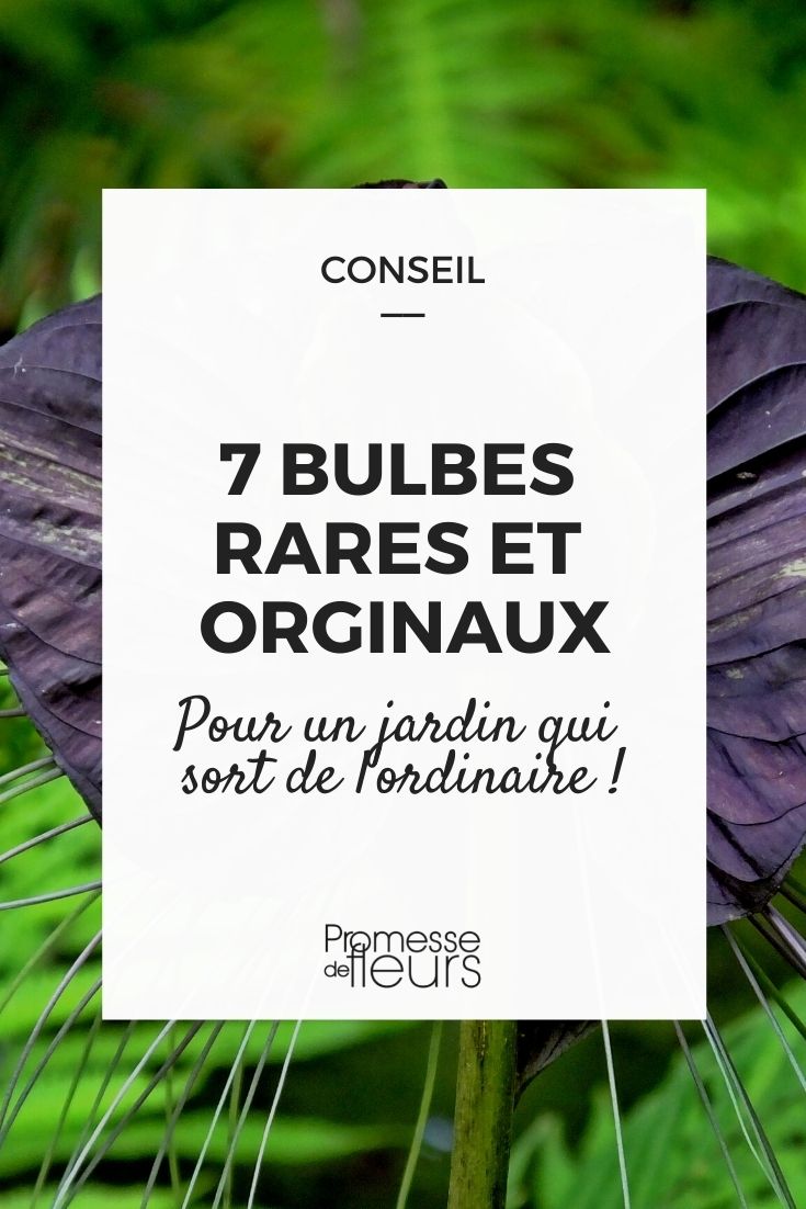 7 Rare and Unique Bulbs