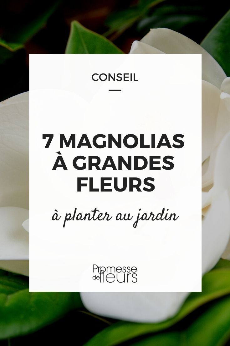 large-flowered magnolias