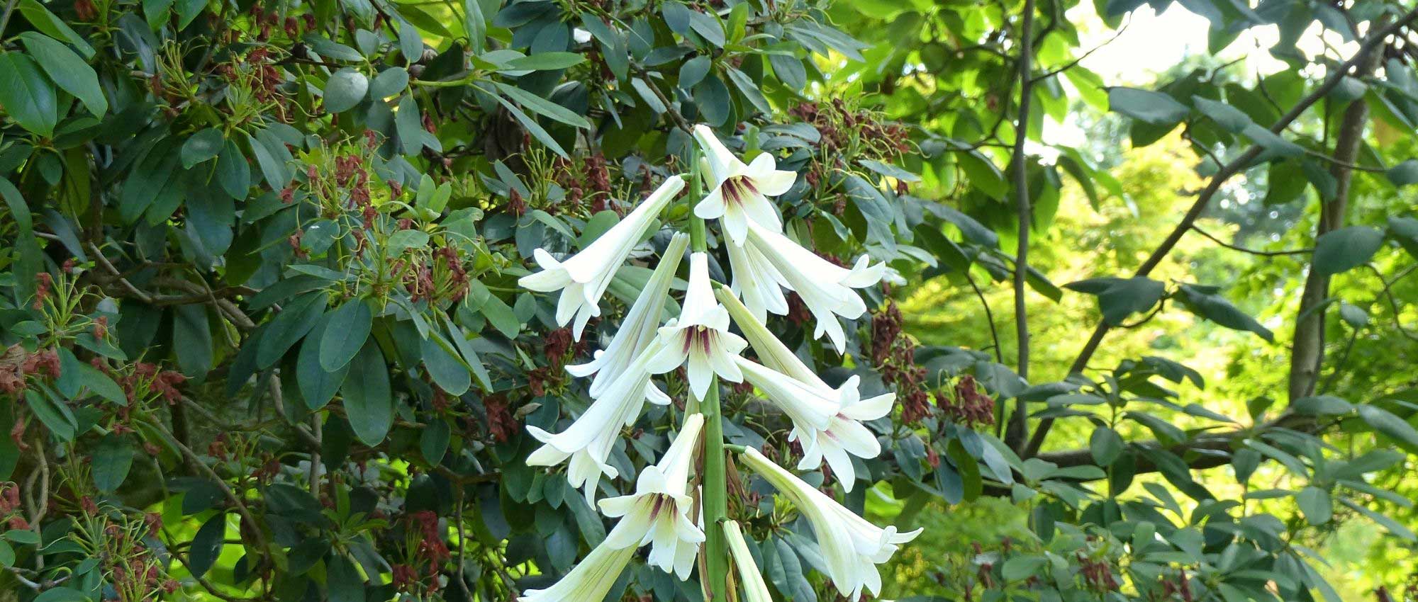 7 Rare and Unique Bulbs