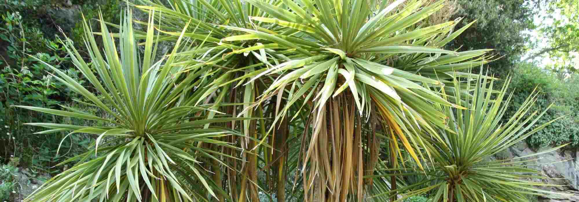 Associate the cordyline