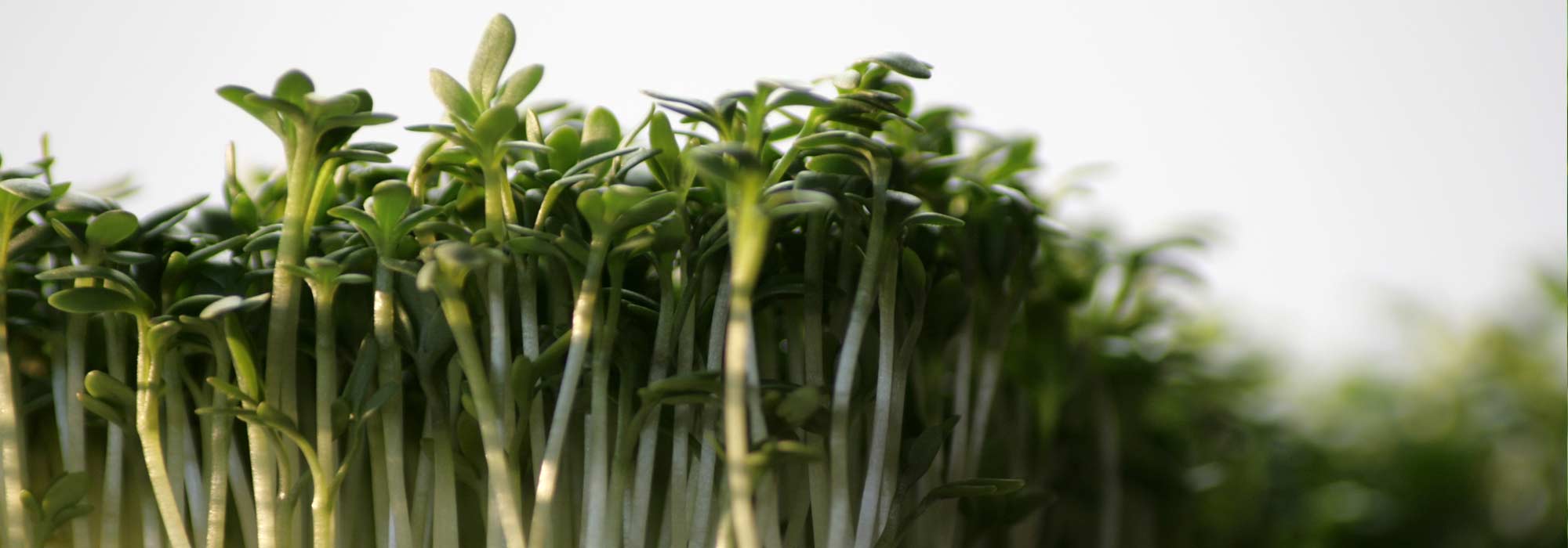 Watercress: sowing, cultivation, harvest