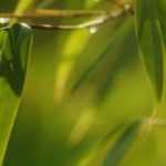 Bamboo, Fargesia: planting, caring for