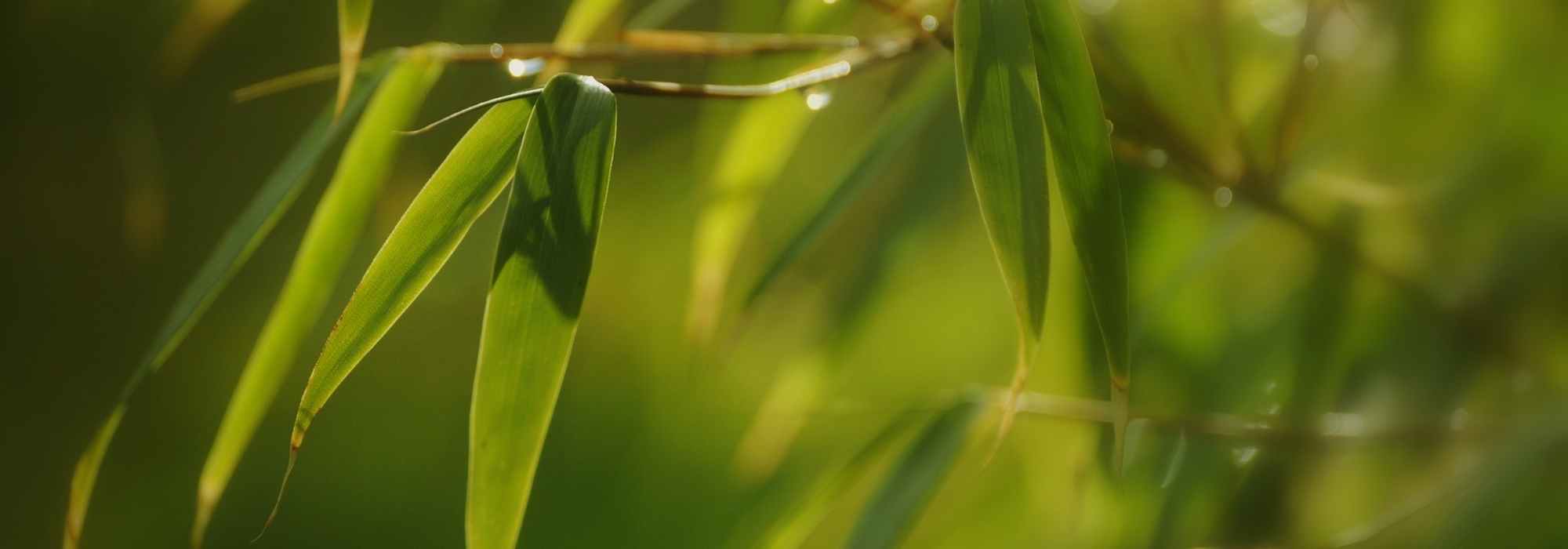 Bamboo, Fargesia: planting, caring for
