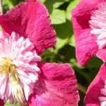 7 Perfect Clematis for Pots