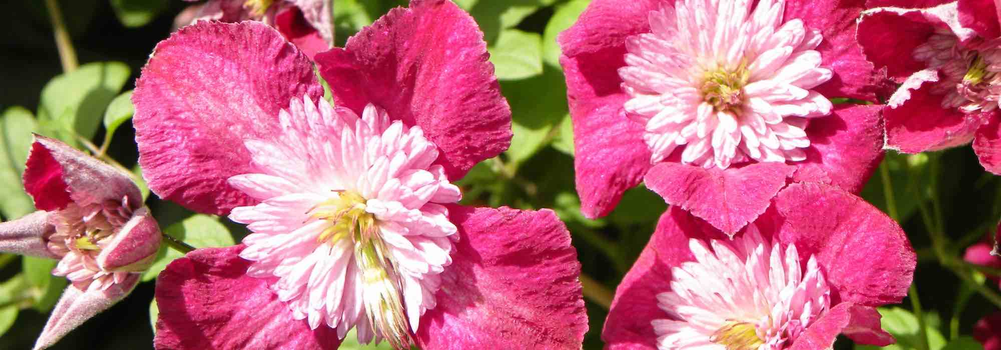 7 Perfect Clematis for Pots