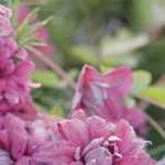 7 rose viticella clematis to plant in the garden!