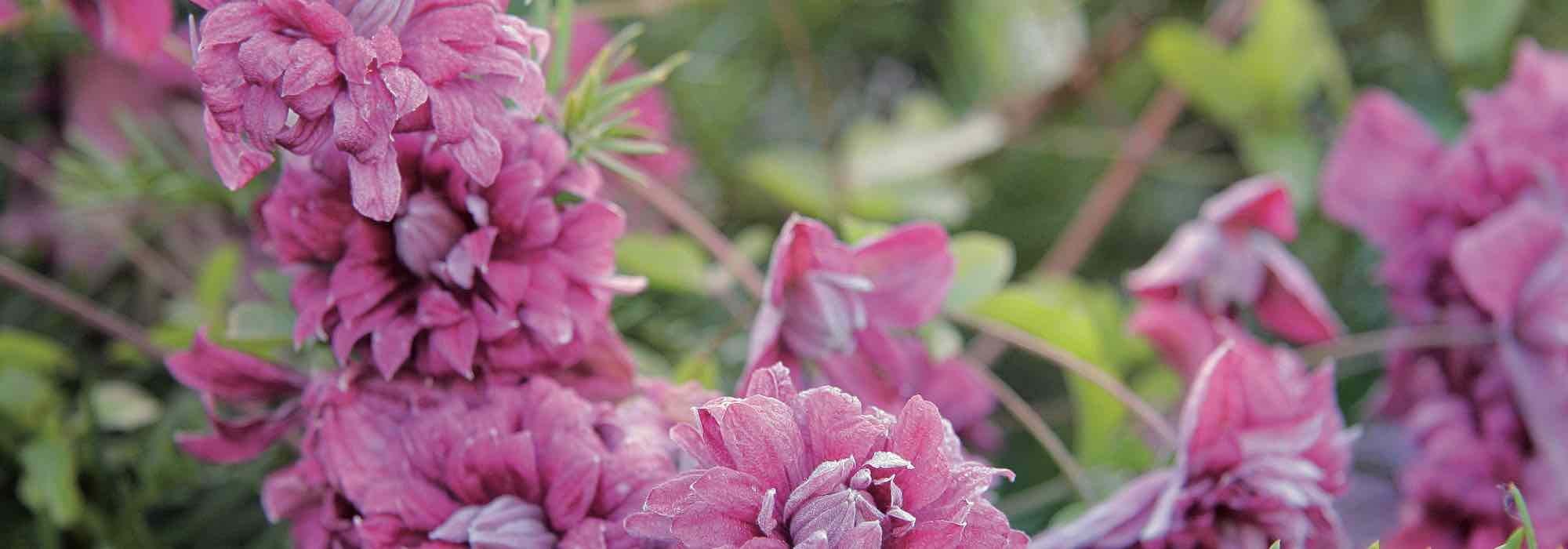 7 rose viticella clematis to plant in the garden!