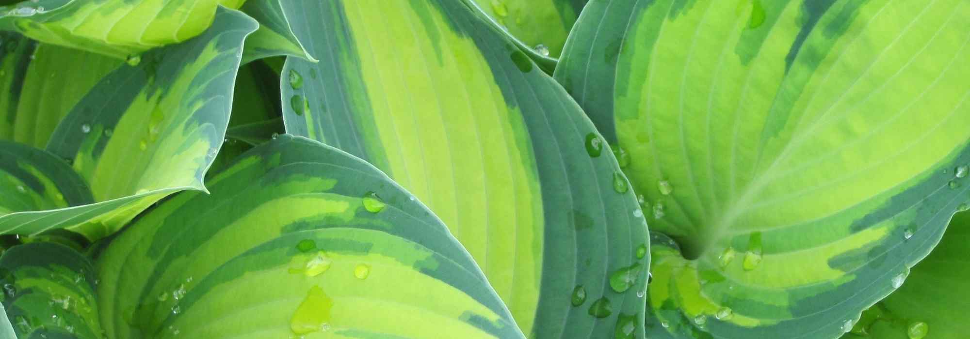 The most beautiful variegated Hostas