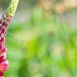 Lupins: 6 ideas for pairing them