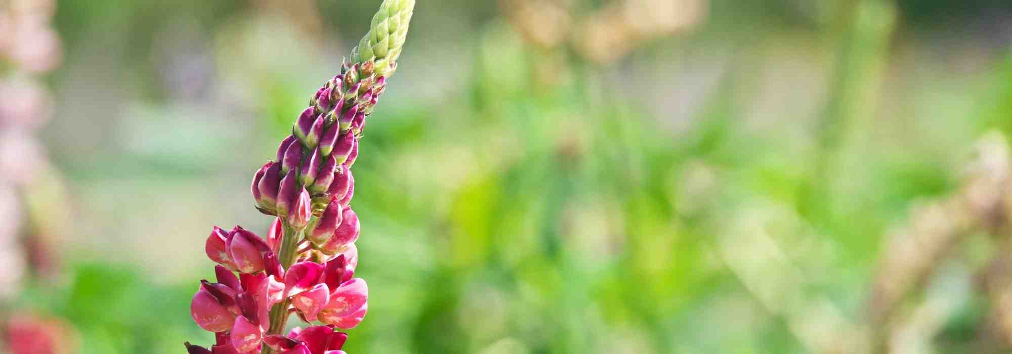 Lupins: 6 ideas for pairing them