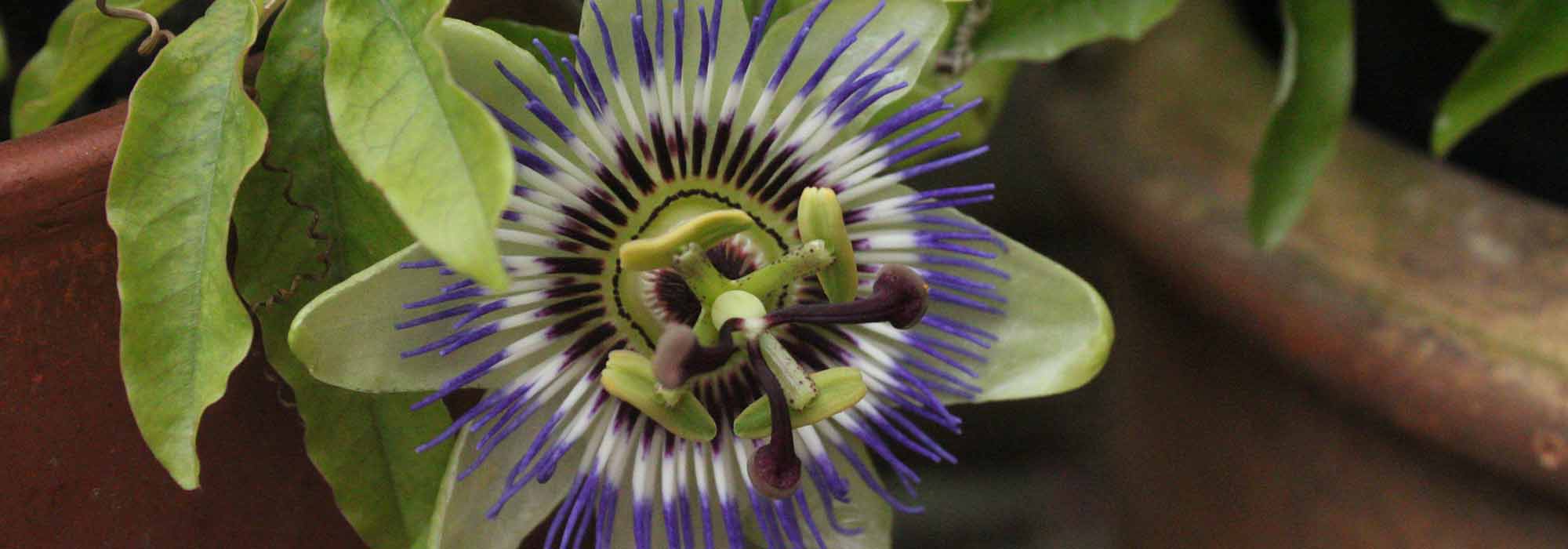 Growing a passionflower in a pot
