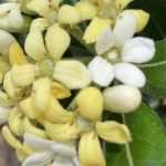 Growing a Pittosporum in a pot