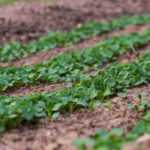 Sowing in rows