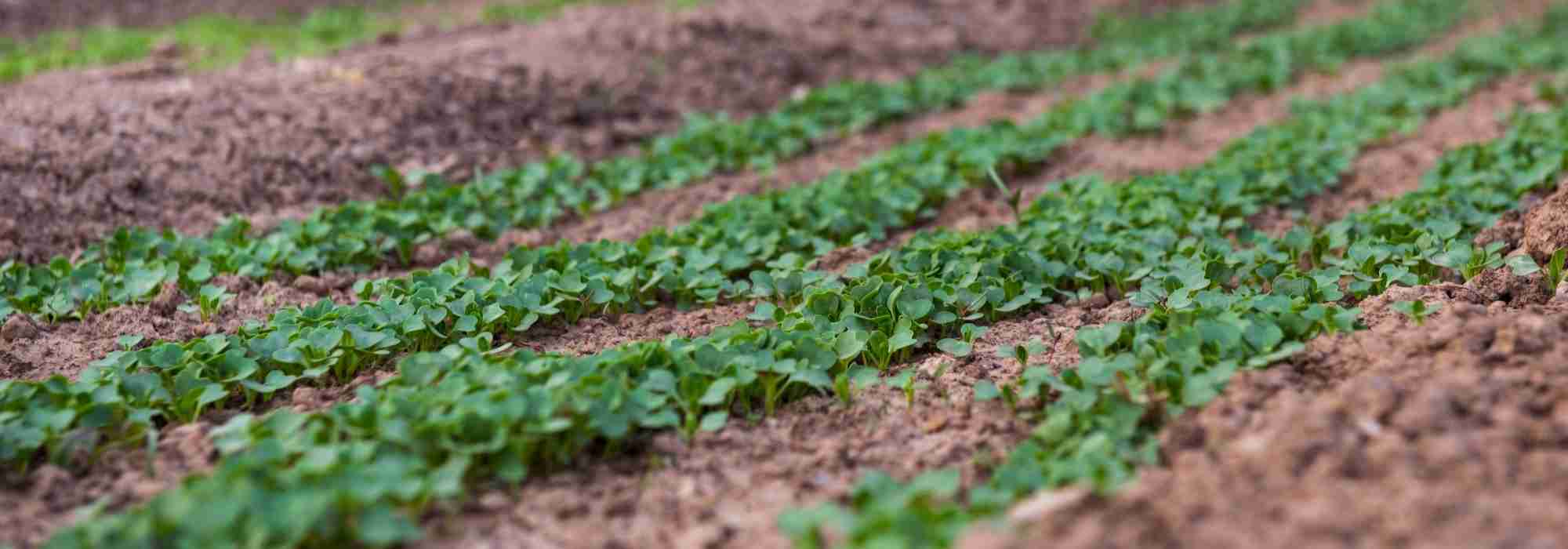 Sowing in rows