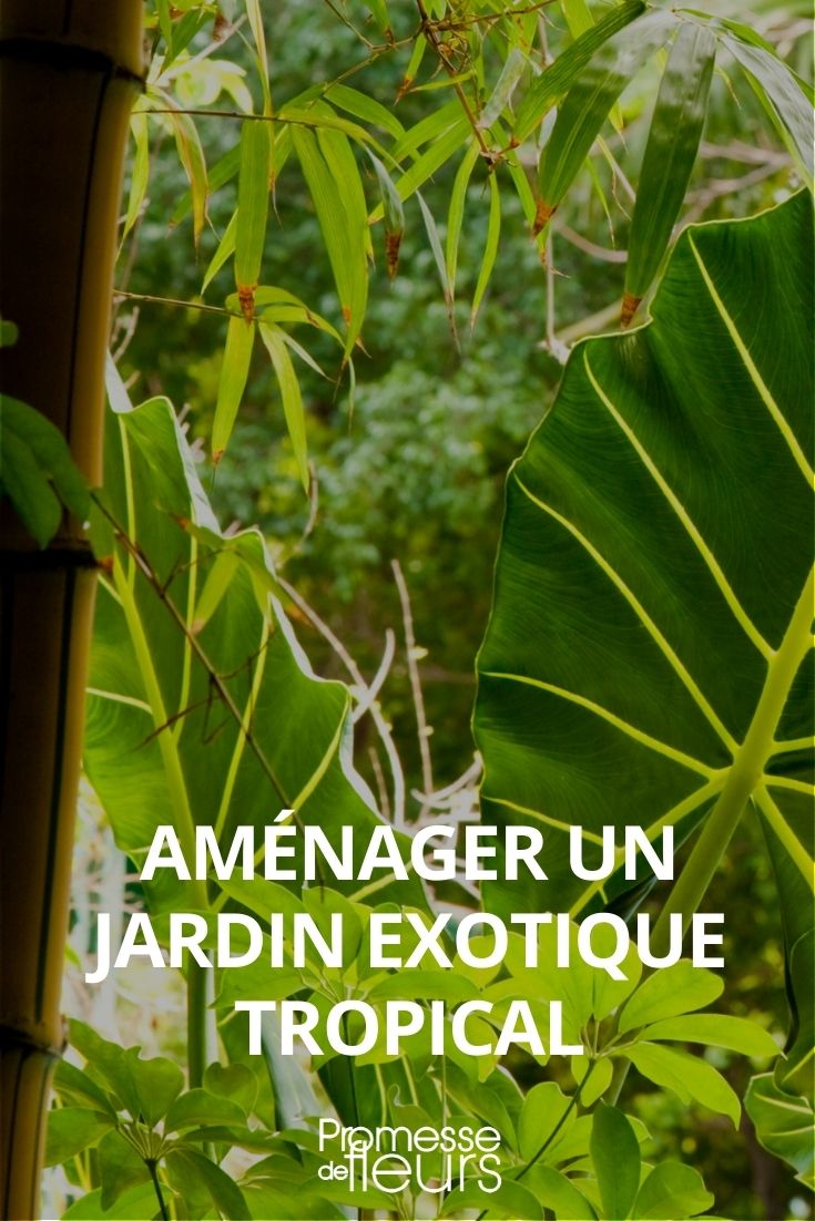 Exotic Garden: How to Design It?